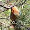 Adelaide Rosella