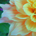 Chrysanthemum