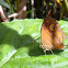 Gladeye Bushbrown