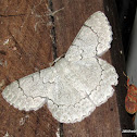 Geometridae