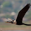 Anhinga