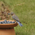 Backyard Birding Southeastern USA