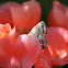 Geranium Bronze