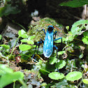 Blue Mud Dauber