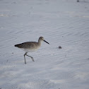 Willet