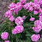 Unknown spotting