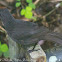 Bornean Whistling Thrush
