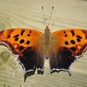 Question Mark Butterfly