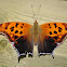 Question Mark Butterfly