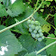 Muscadine Grape