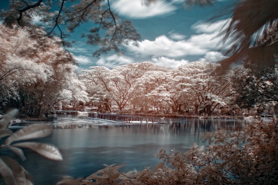 Tranquility  by Mj Loyola Ganitano - Landscapes Forests