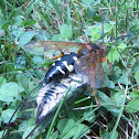 Eastern Cicada Killer