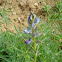 narrowleaf lupine
