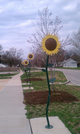 Ferguson Sunflowers