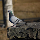 Feral Pigeon