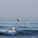 Bottlenose Dolphin