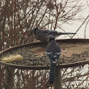 Blue Jay