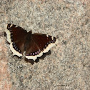 Mourning Cloak