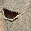 Mourning Cloak