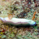 Danielle's Thorunna