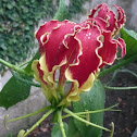 Gloriosa