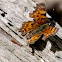 Satyr Comma