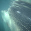 Whale Shark