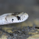 Northern Brown Snake