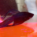 Betta Fish