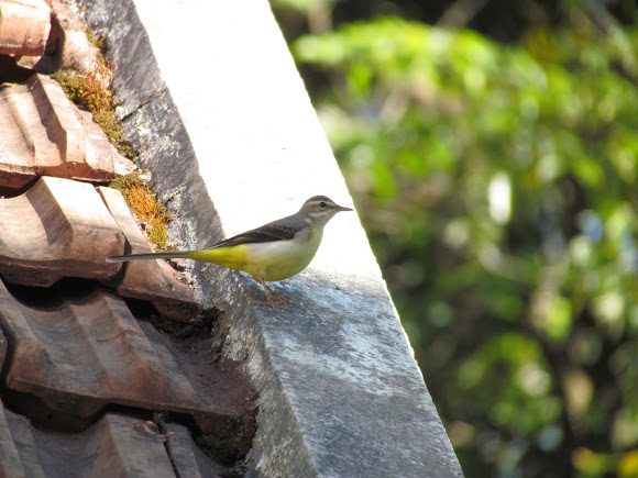 Spotting Image 1