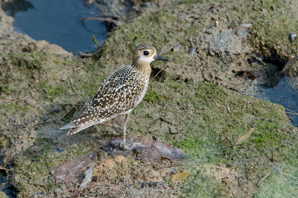 Spotting Image 1