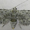 Common Eupithecia Moth