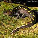 Spotted Salamander