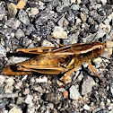 Two-striped Grasshopper