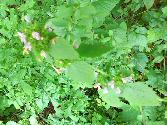 Spotting Image 1