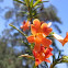 Monkey Flower