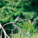 Pied Kingfisher