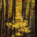 aspen grove