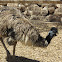 Emu