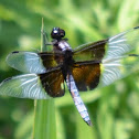 Widow Skimmer
