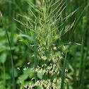 Wild Rice