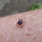 Wood Tick, American Dog Tick