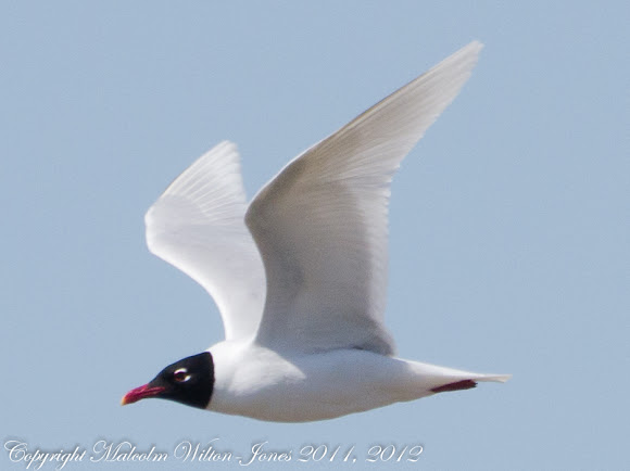 Spotting Image 1