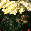 Yarrow