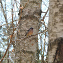Common Chaffinch