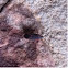 Box Elder Bug