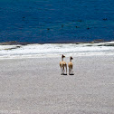 Vicuñas