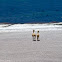 Vicuñas