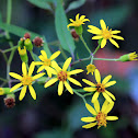 Senecio scandens (千里光)