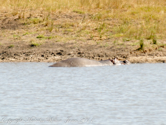 Spotting Image 1